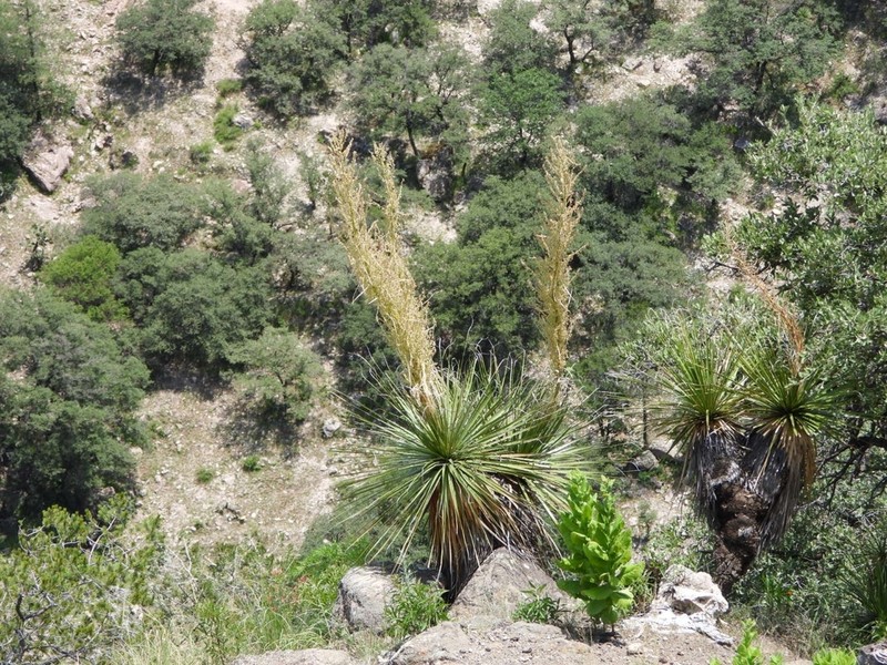 Nolina orbicularis photo 4