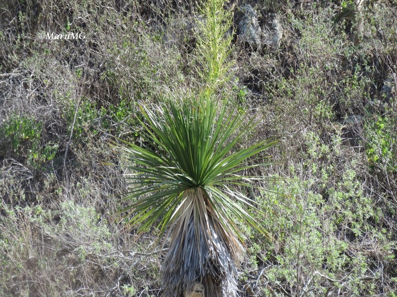 Nolina orbicularis photo 5