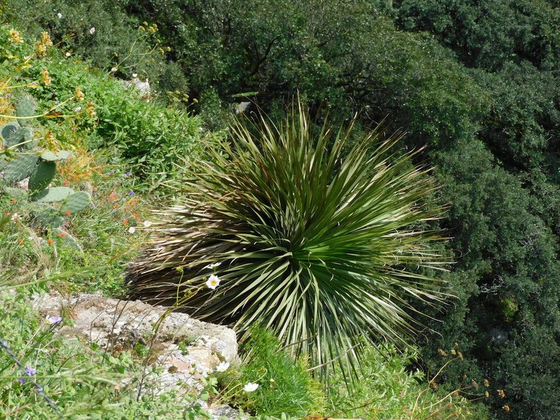 Nolina orbicularis photo 6
