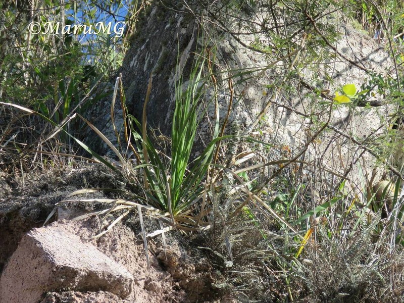 Nolina orbicularis photo 8