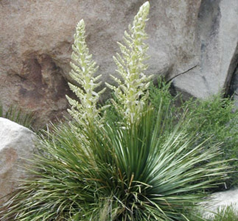 Parry's Beargrass
