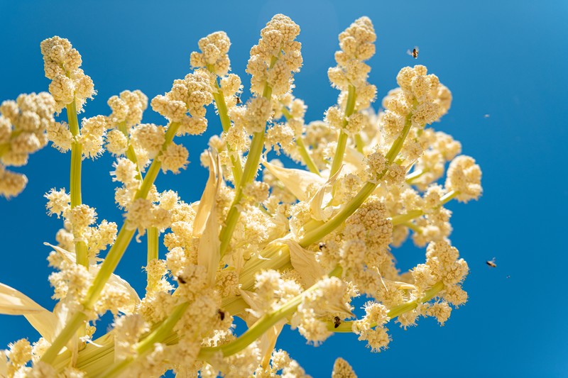 Parry's Beargrass photo 2