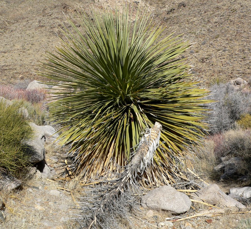 Parry's Beargrass photo 3