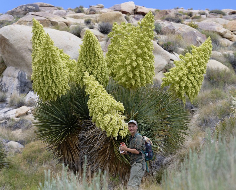 Parry's Beargrass photo 3