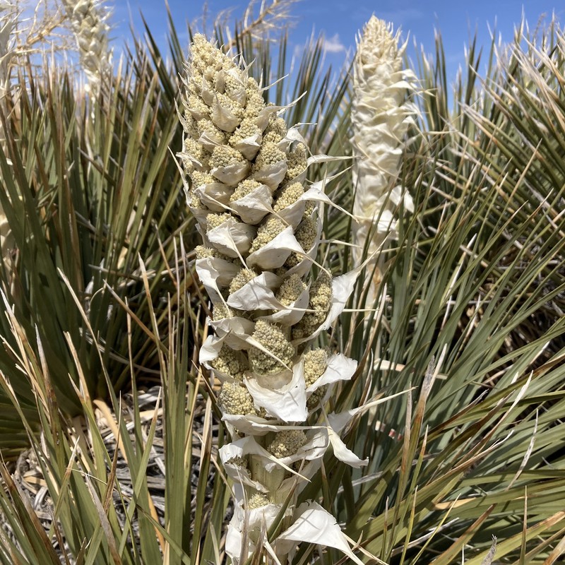 Parry's Beargrass photo 4