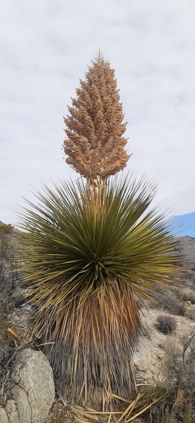 Parry's Beargrass photo 7
