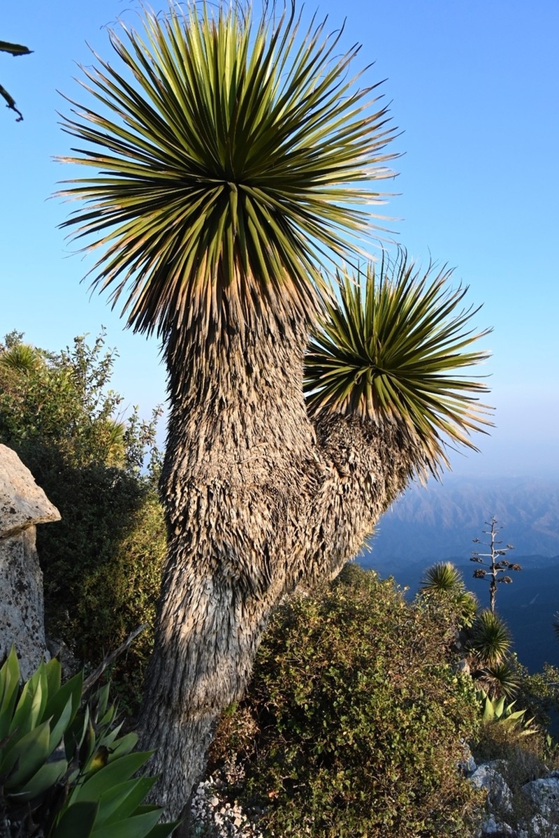 Nolina robusta