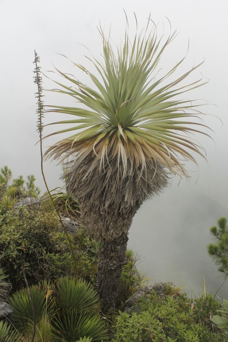 Nolina robusta photo 2