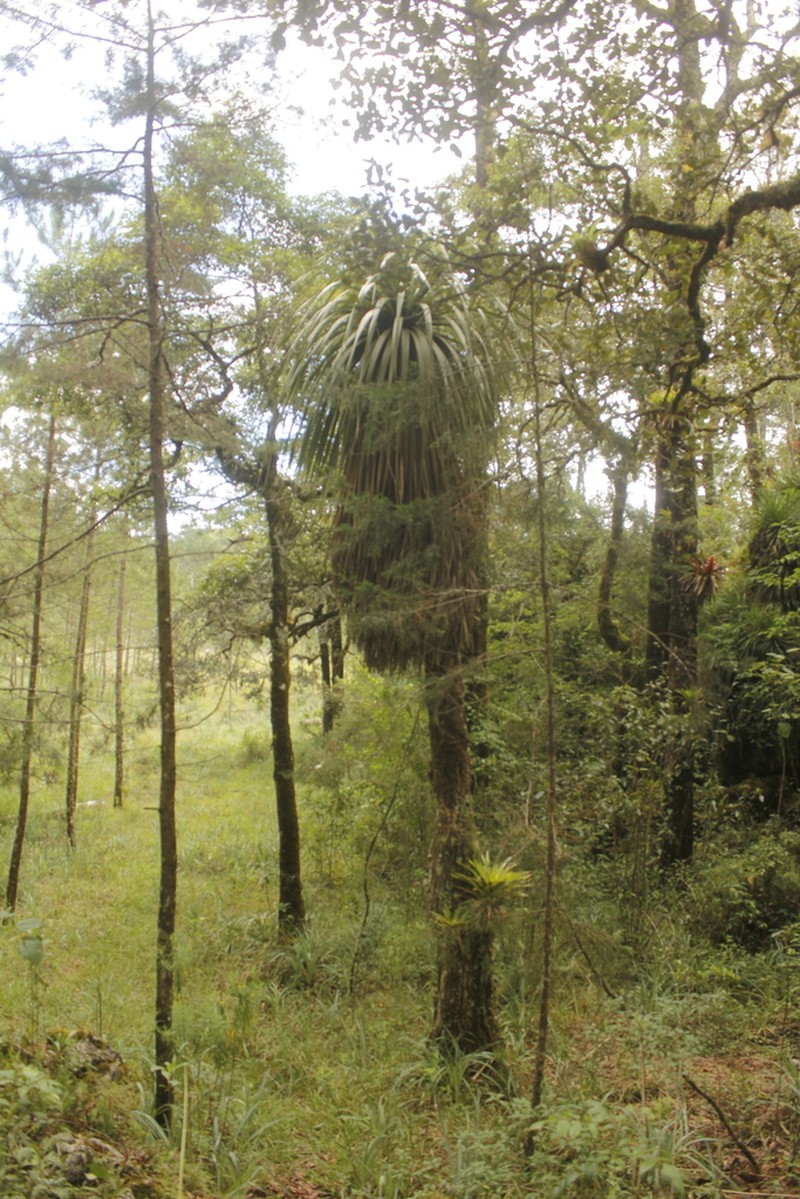 Nolina robusta photo 3