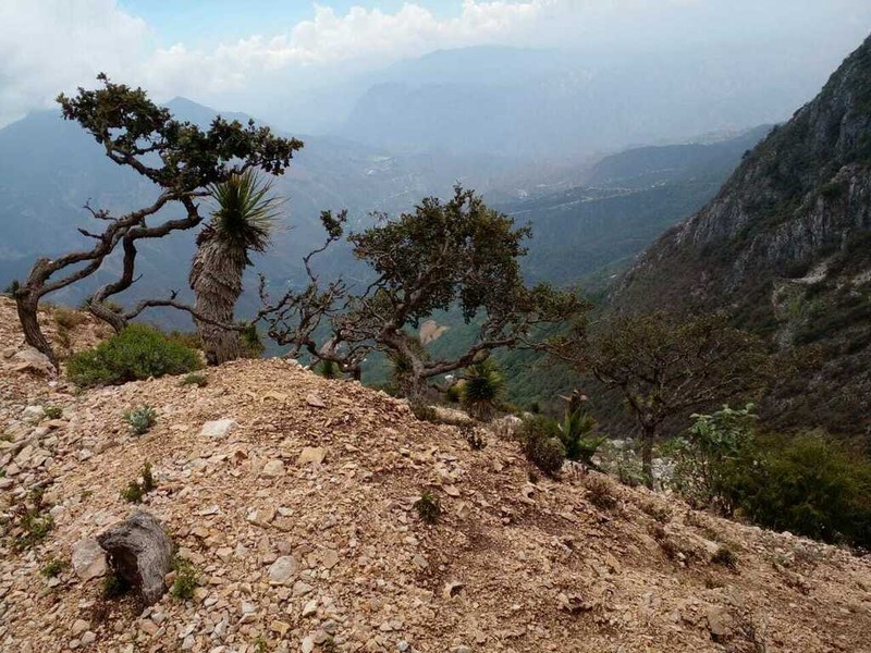 Nolina robusta photo 4