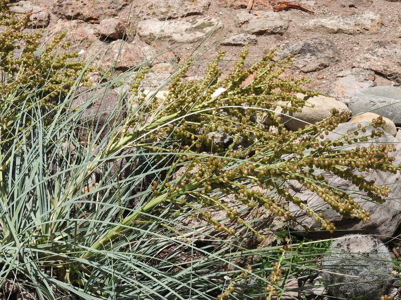 Nolina robusta photo 5