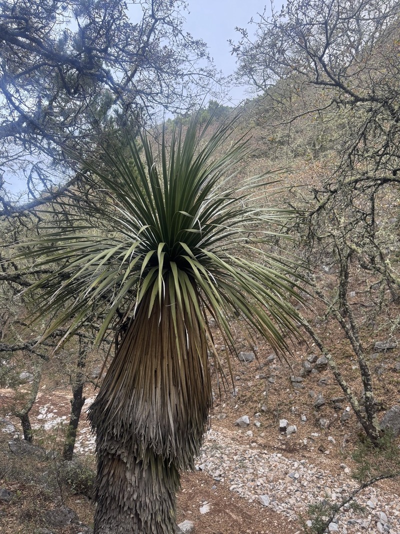 Nolina robusta photo 6