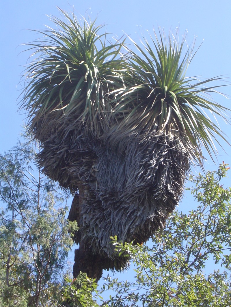 Nolina robusta photo 7
