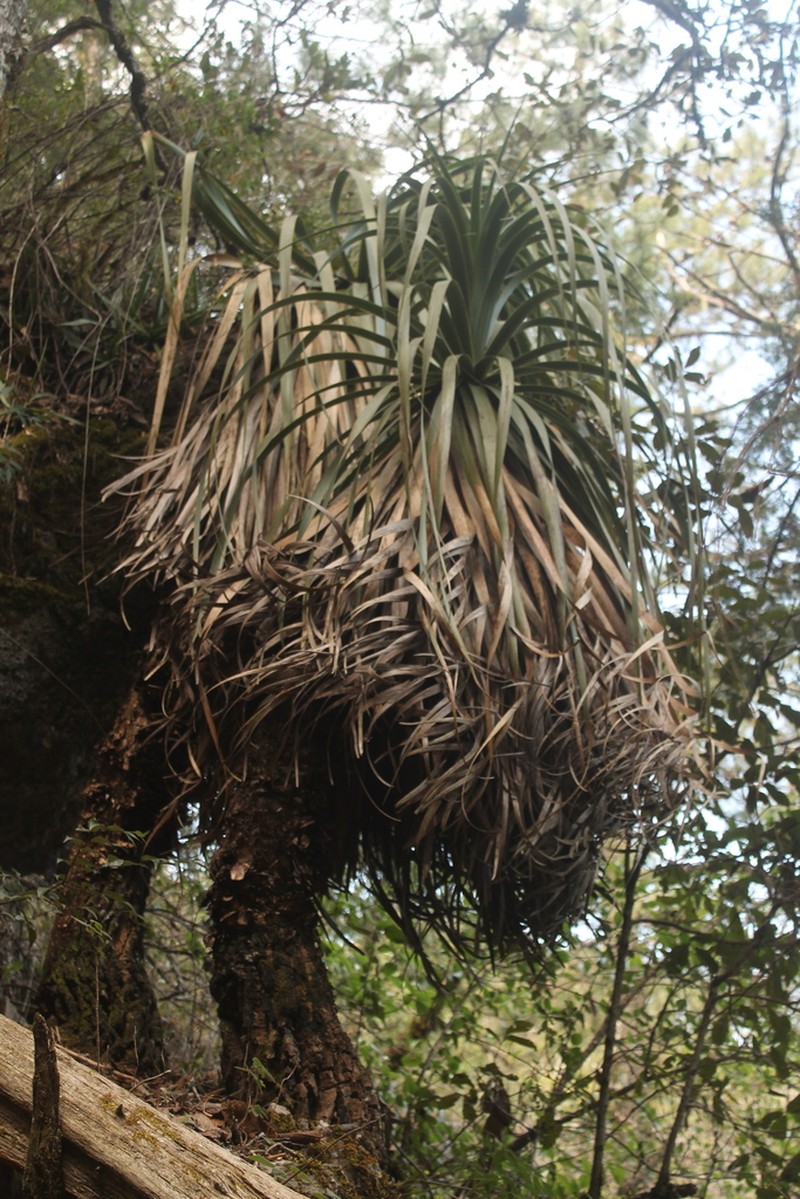Nolina robusta photo 8