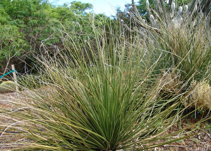Texas Sacahuista photo 3