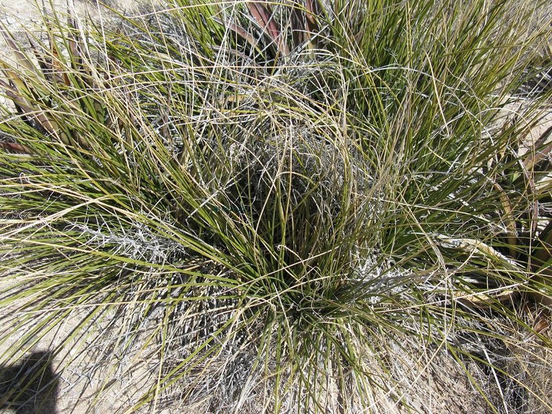 Texas Sacahuista photo 5
