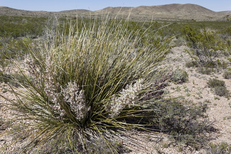 Texas Sacahuista photo 7