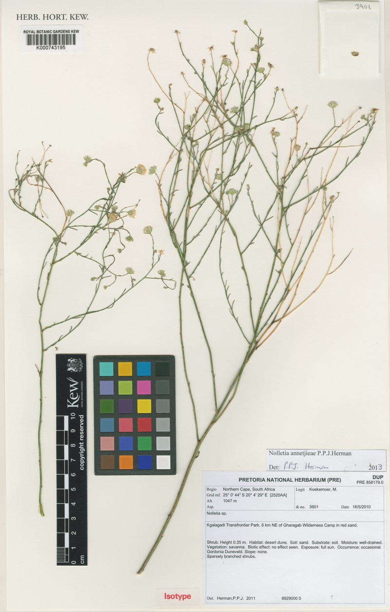 Nolletia annetjieae photo 3