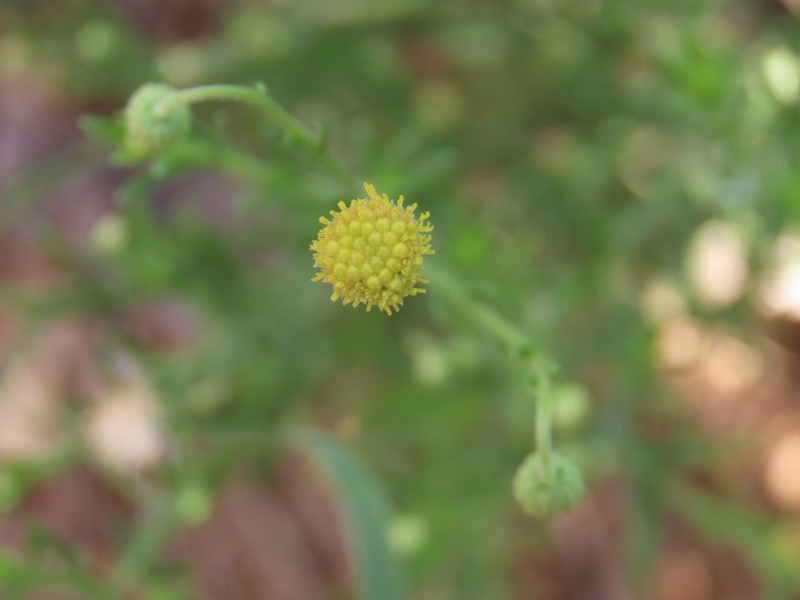 Nolletia arenosa