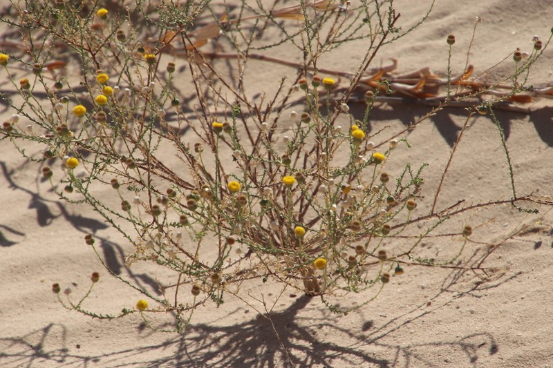 Nolletia arenosa photo 3