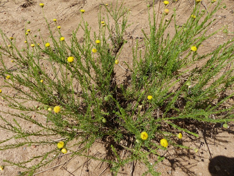 Nolletia arenosa photo 4