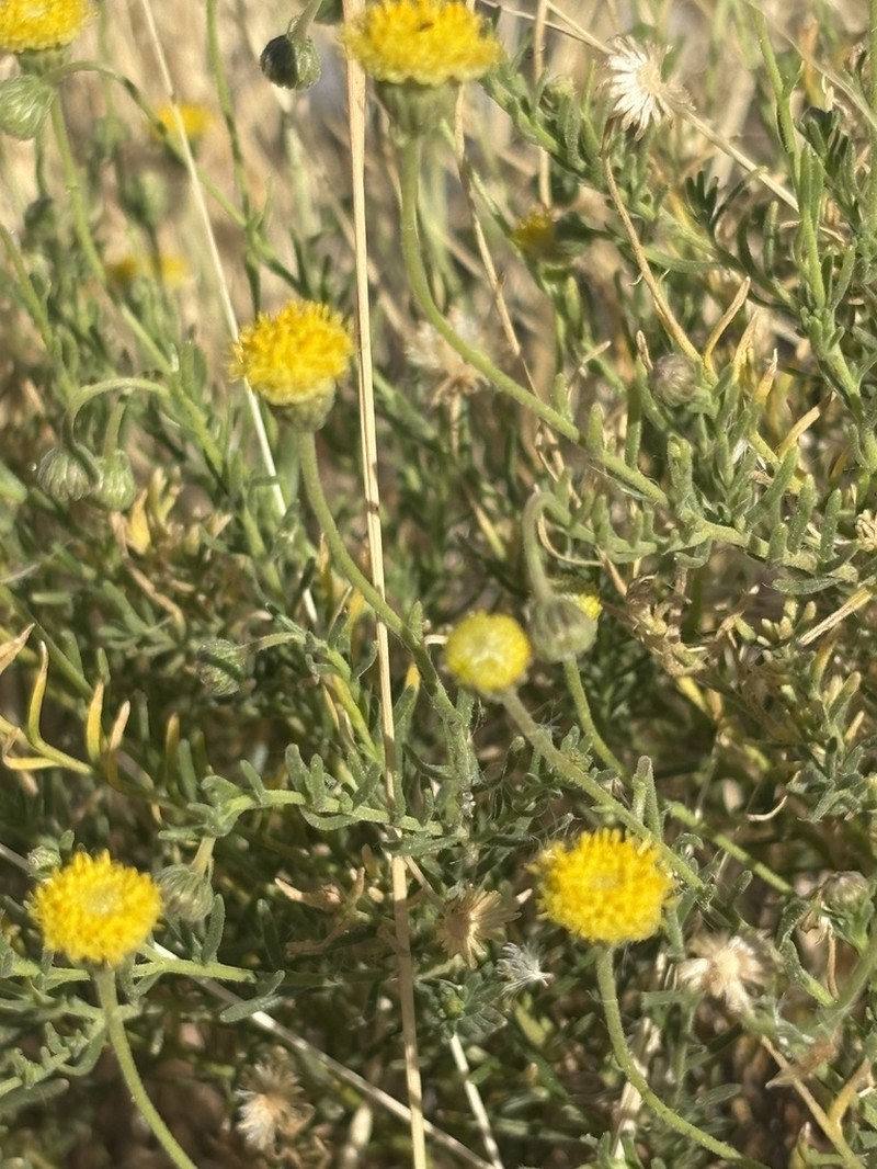 Nolletia arenosa photo 5
