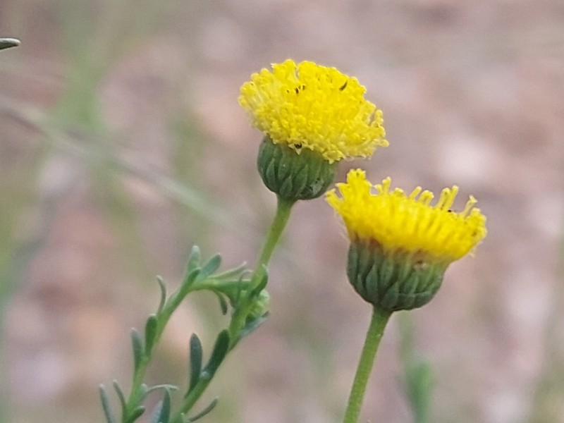 Nolletia arenosa photo 6