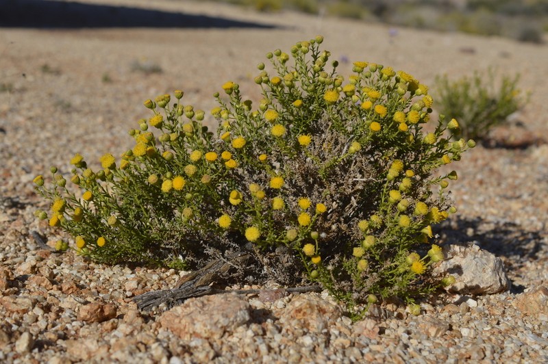 Nolletia arenosa photo 8