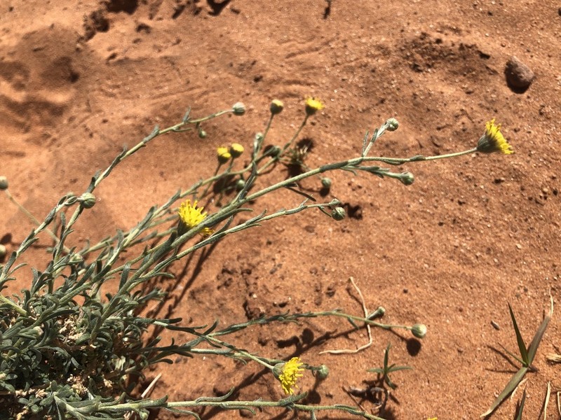 Nolletia chrysocomoides