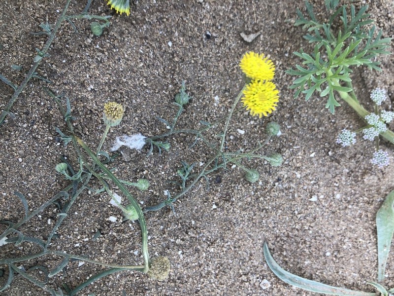 Nolletia chrysocomoides photo 2