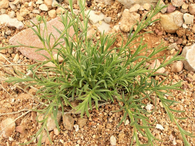 Nolletia chrysocomoides photo 3