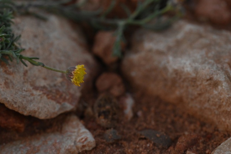 Nolletia chrysocomoides photo 4