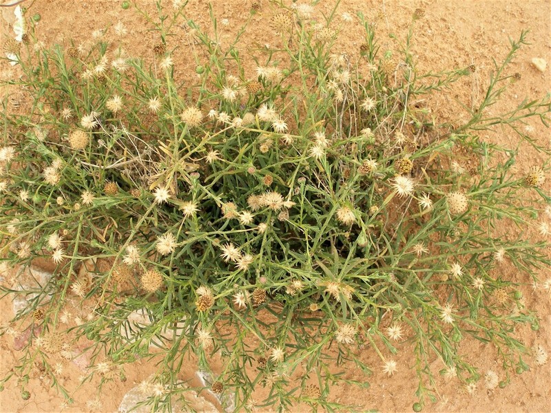 Nolletia chrysocomoides photo 5