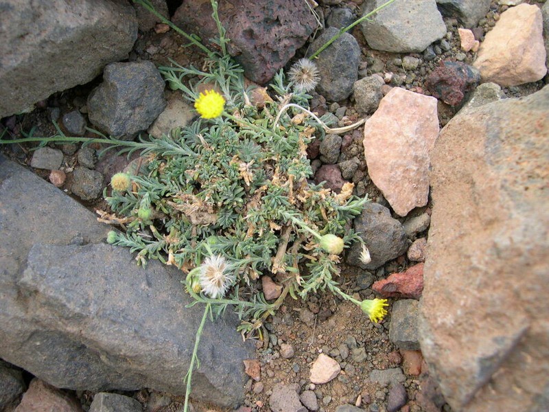 Nolletia chrysocomoides photo 6