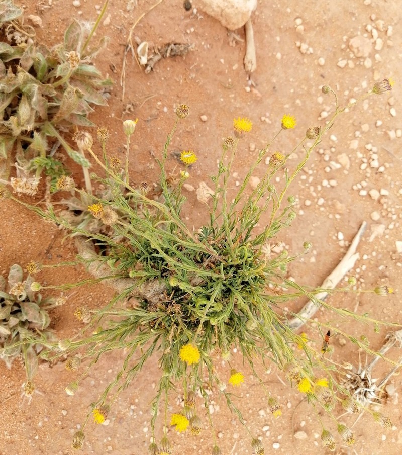 Nolletia chrysocomoides photo 7