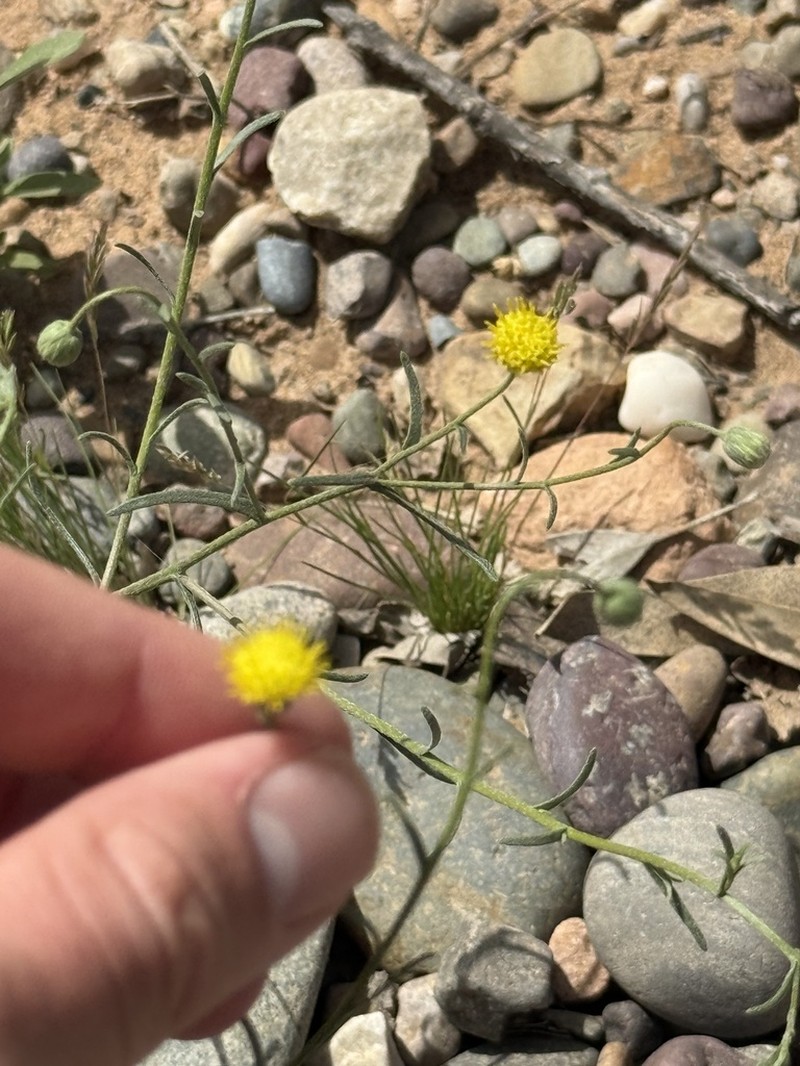 Nolletia chrysocomoides photo 8