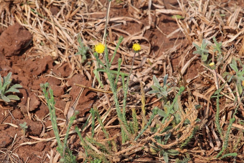 Nolletia ciliaris