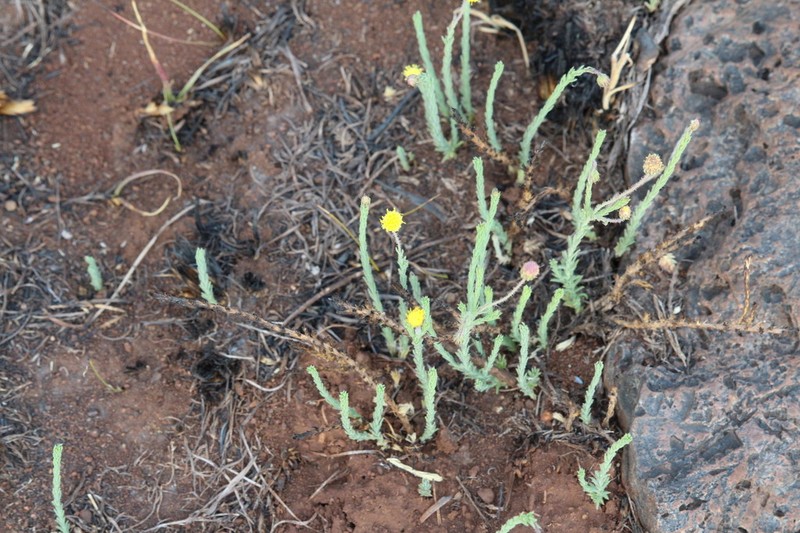 Nolletia ciliaris photo 2