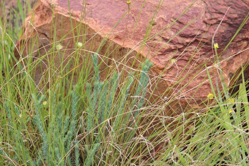 Nolletia ciliaris photo 3
