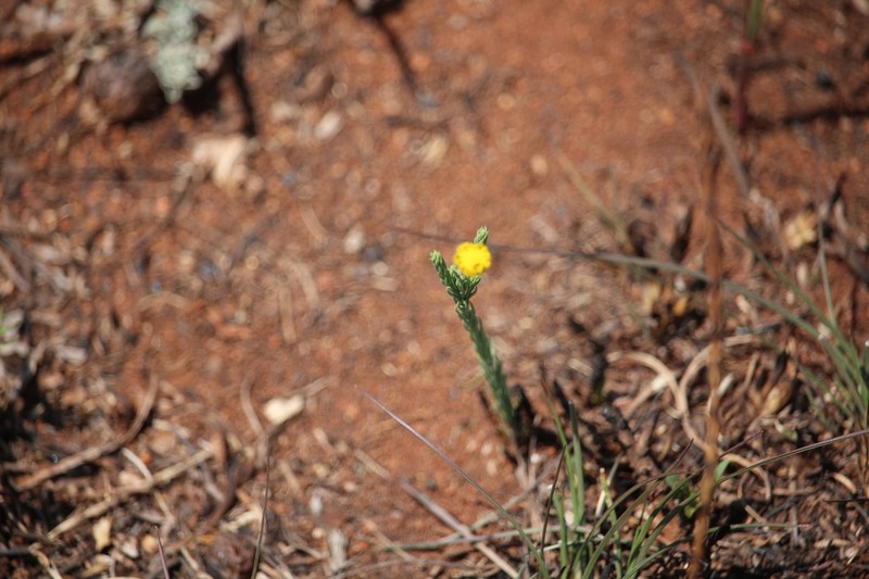 Nolletia ciliaris photo 4