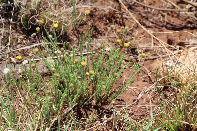 Nolletia ciliaris photo 5
