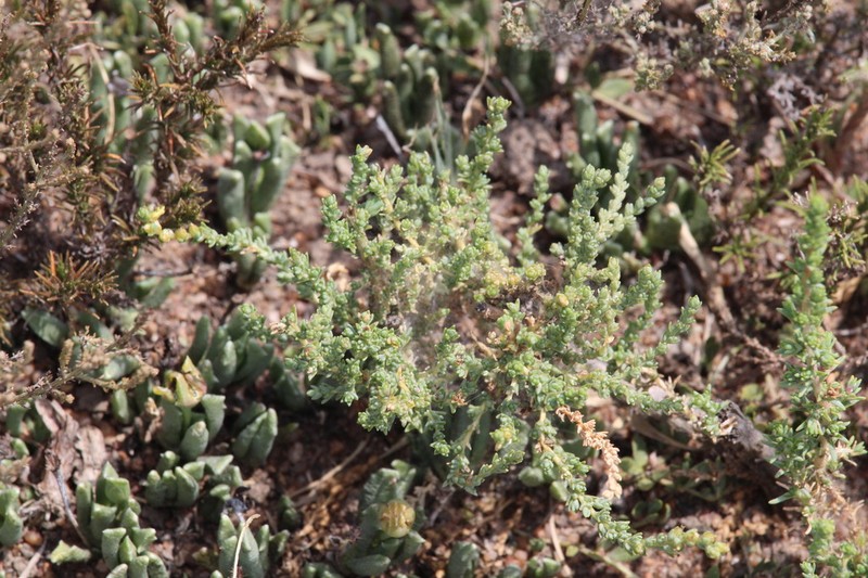Nolletia ciliaris photo 6
