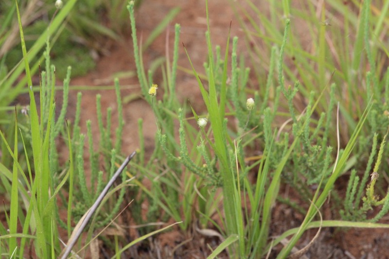 Nolletia ciliaris photo 7
