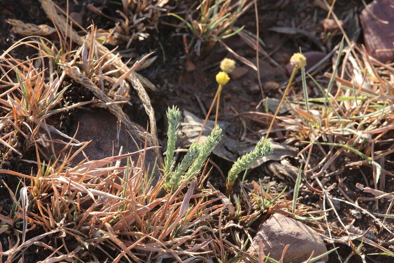 Nolletia ciliaris photo 8