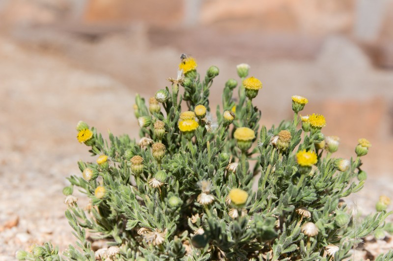 Nolletia gariepina