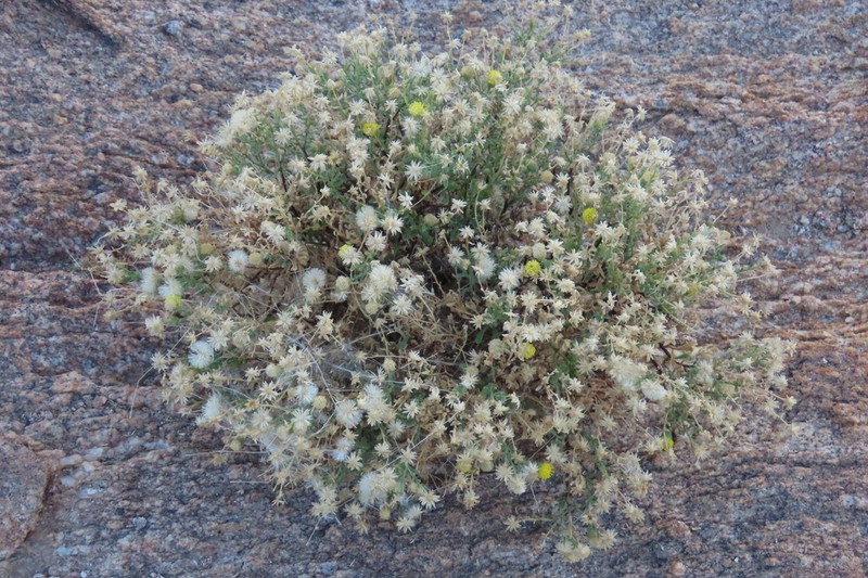Nolletia gariepina photo 2