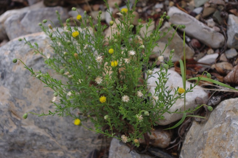Nolletia gariepina photo 3