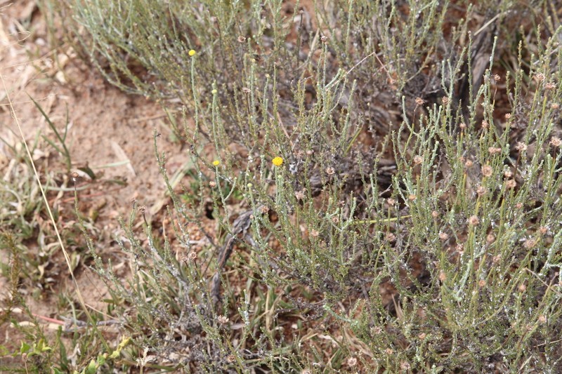 Nolletia gariepina photo 4