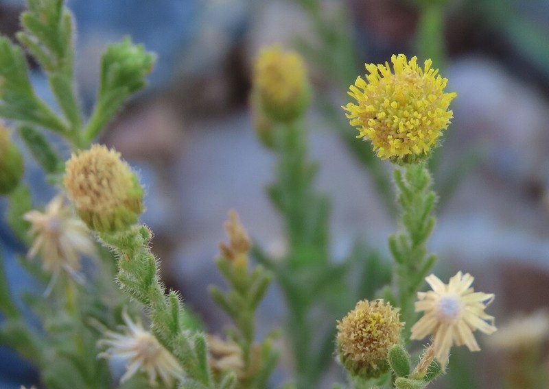 Nolletia gariepina photo 5