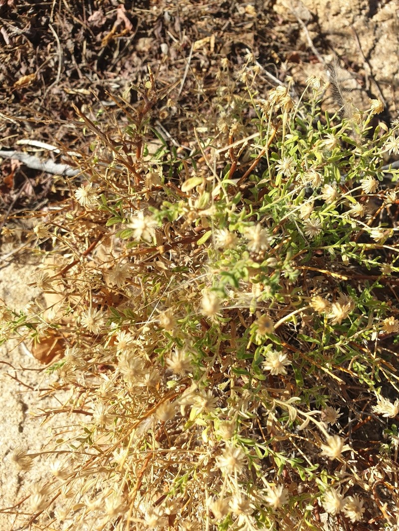 Nolletia gariepina photo 6